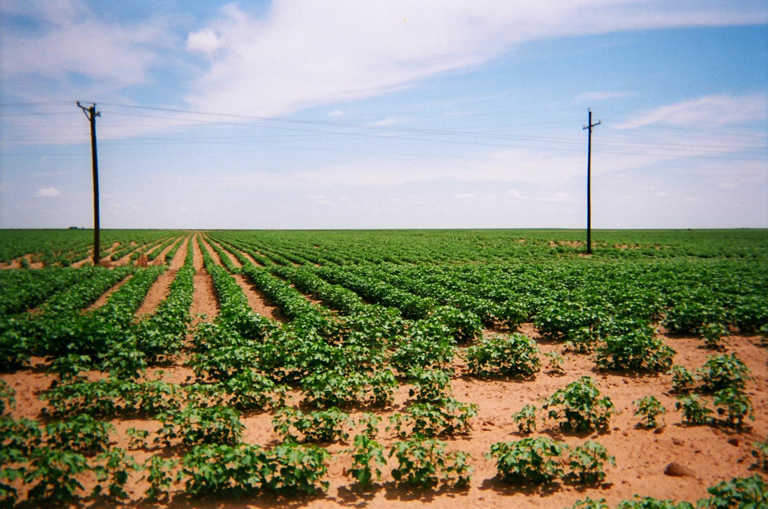 Autauga Quality Cotton Association West Texas Cotton